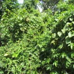 Chamissoa altissima (8)