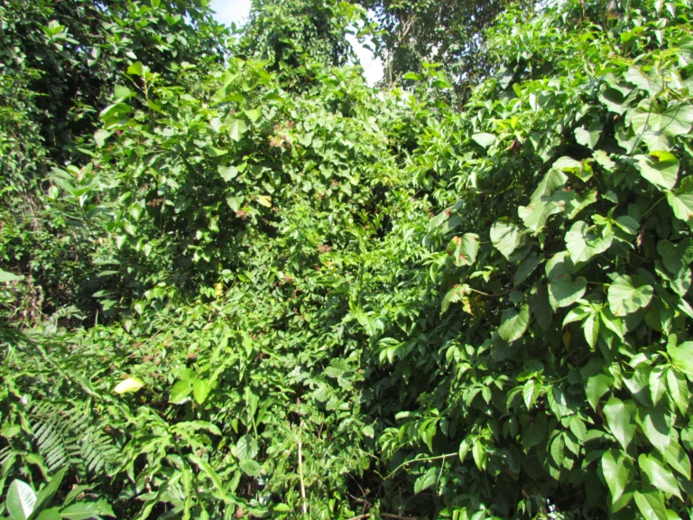 Chamissoa altissima (8)