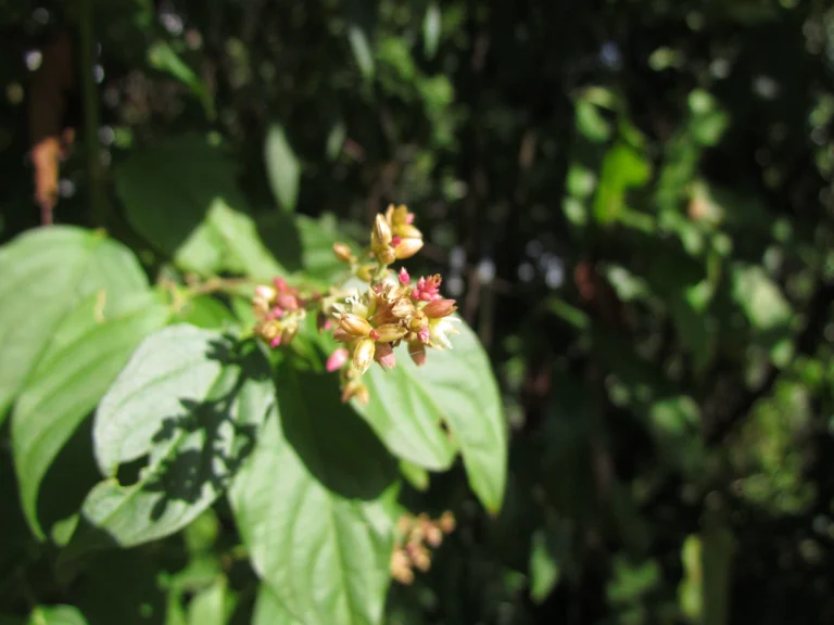 Chamissoa altissima (6)
