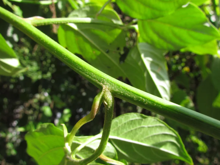 Chamissoa altissima (4)