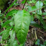 Celosia grandifolia (18)