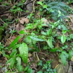 Celosia grandifolia (17)