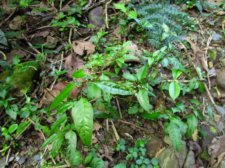 Celosia grandifolia (17)