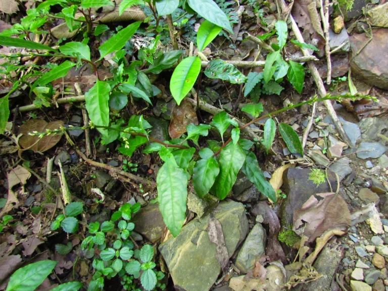 Celosia grandifolia (16)