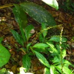 Celosia grandifolia (13)