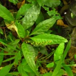 Celosia grandifolia (4)