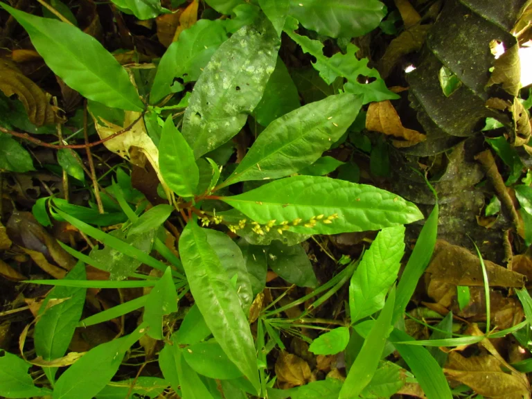 Celosia grandifolia (4)