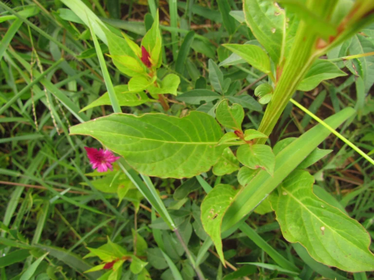 Celosia argentea (20)