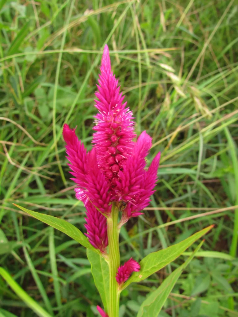 Celosia argentea (16)