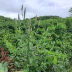 Celosia argentea (13)