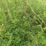 Celosia argentea (14)