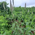 Celosia argentea (12)