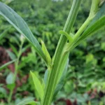 Celosia argentea (7)