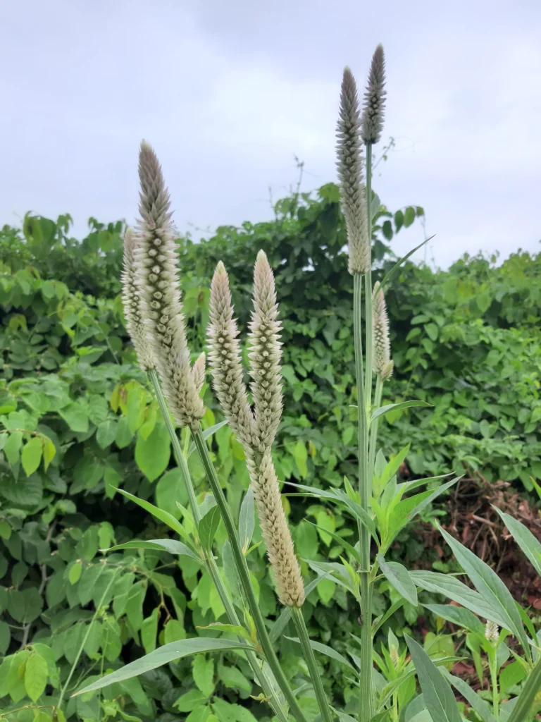 Celosia argentea (2)