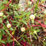Blutaparon portulacoides (14)