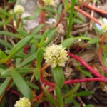Blutaparon portulacoides (15)