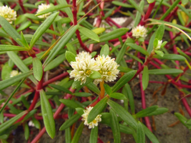 Blutaparon portulacoides (11)