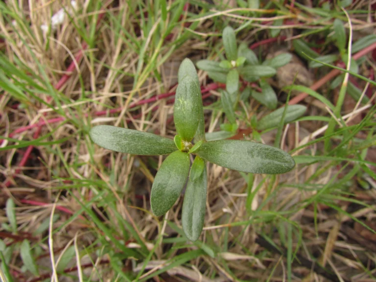 Blutaparon portulacoides (8)