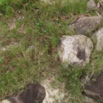 Blutaparon portulacoides (2)