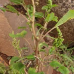 Amaranthus viridis (28)