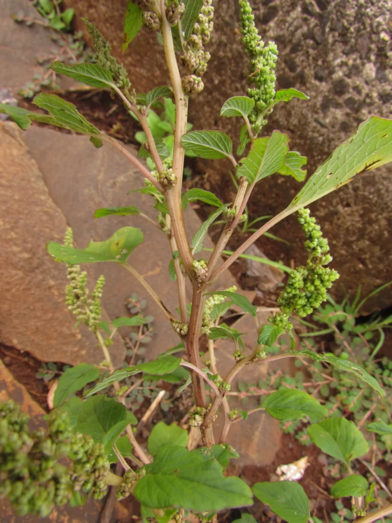 Amaranthus viridis (28)