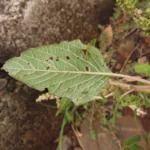 Amaranthus viridis (26)