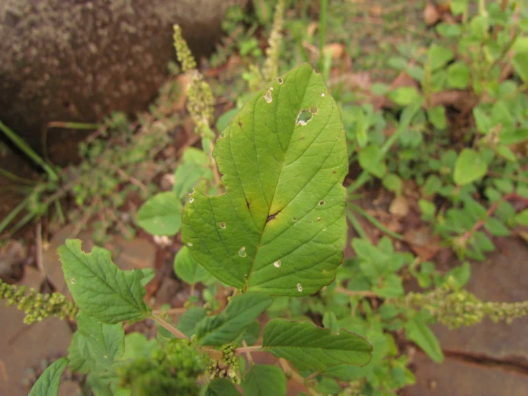 Amaranthus viridis (25)