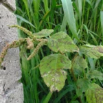 Amaranthus viridis (22)