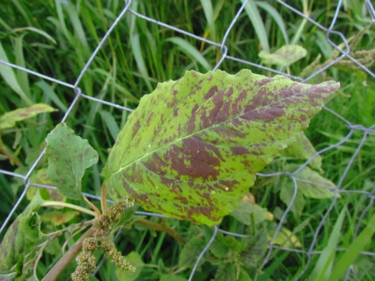 Amaranthus viridis (19)