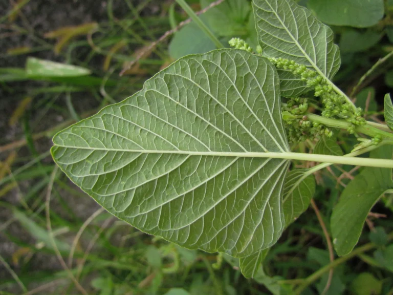 Amaranthus viridis (13)