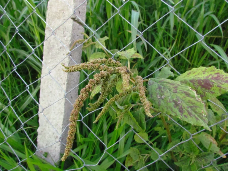 Amaranthus viridis (14)