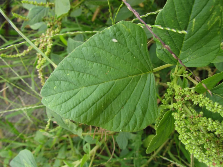 Amaranthus viridis (11)