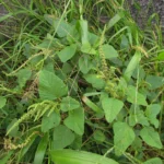Amaranthus viridis (12)