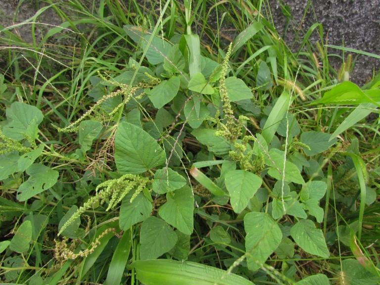 Amaranthus viridis (12)
