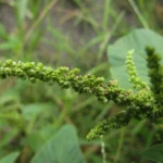 Amaranthus viridis (10)