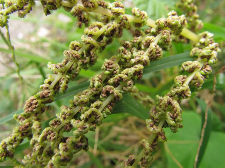 Amaranthus viridis (8)
