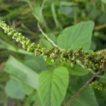 Amaranthus viridis (9)