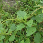 Amaranthus viridis (5)