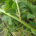 Amaranthus viridis (2)