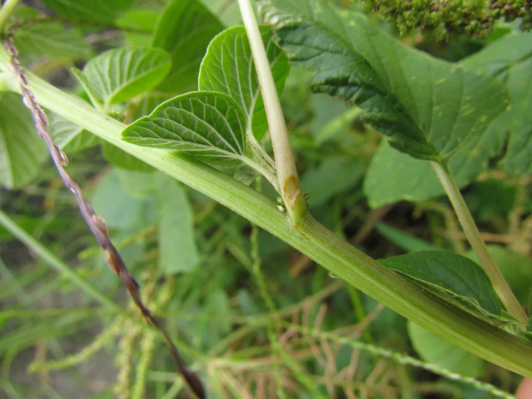 Amaranthus viridis (2)
