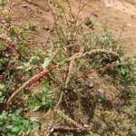 Amaranthus spinosus (33)