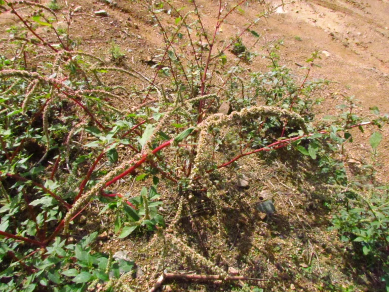 Amaranthus spinosus (33)