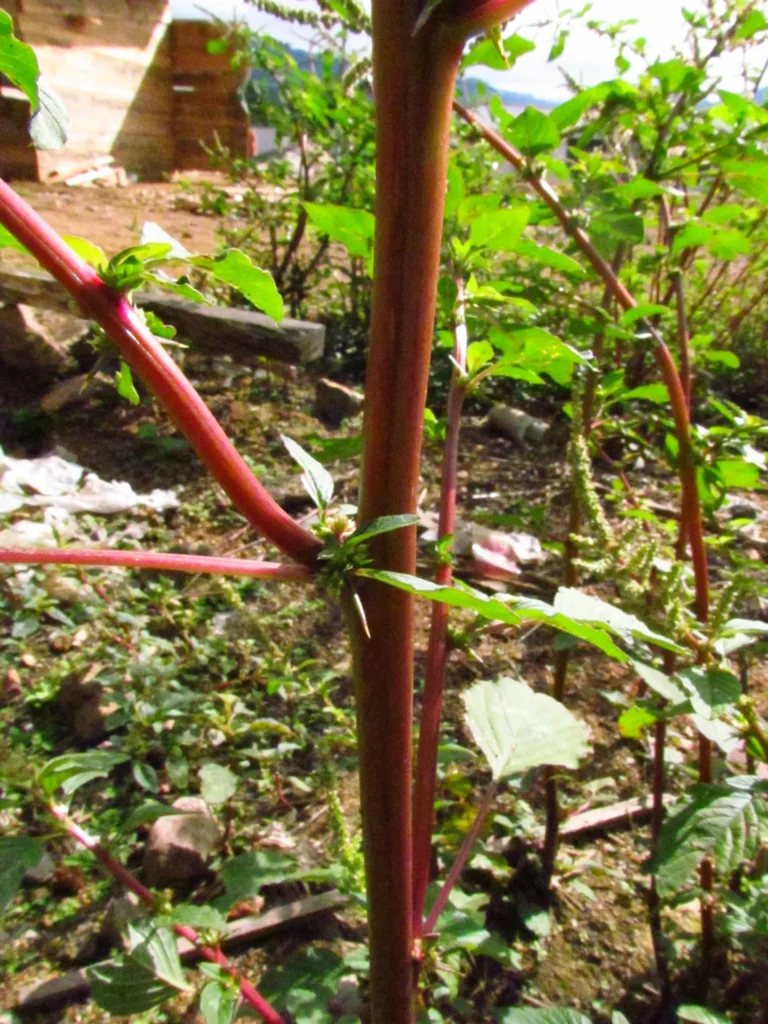 Amaranthus spinosus (32)