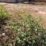 Amaranthus spinosus (27)