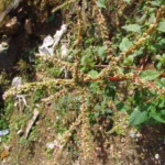 Amaranthus spinosus (28)
