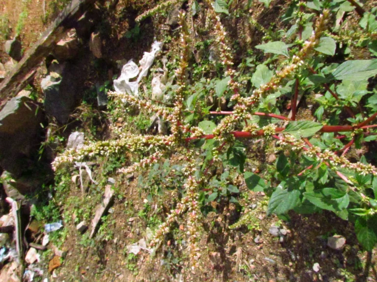 Amaranthus spinosus (28)
