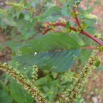 Amaranthus spinosus (21)