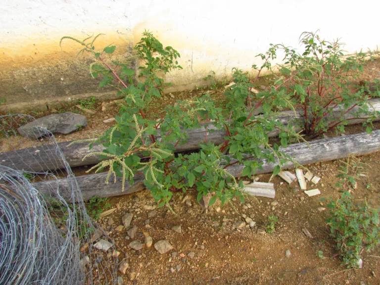 Amaranthus spinosus (22)