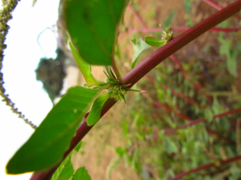 Amaranthus spinosus (15)
