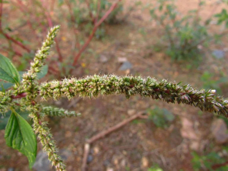 Amaranthus spinosus (12)